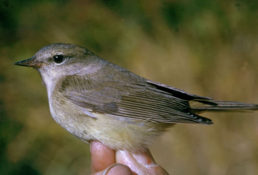 Orange-crowned warbler